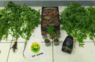 Virmond – Pés de maconha são apreendidos no bairro Progresso